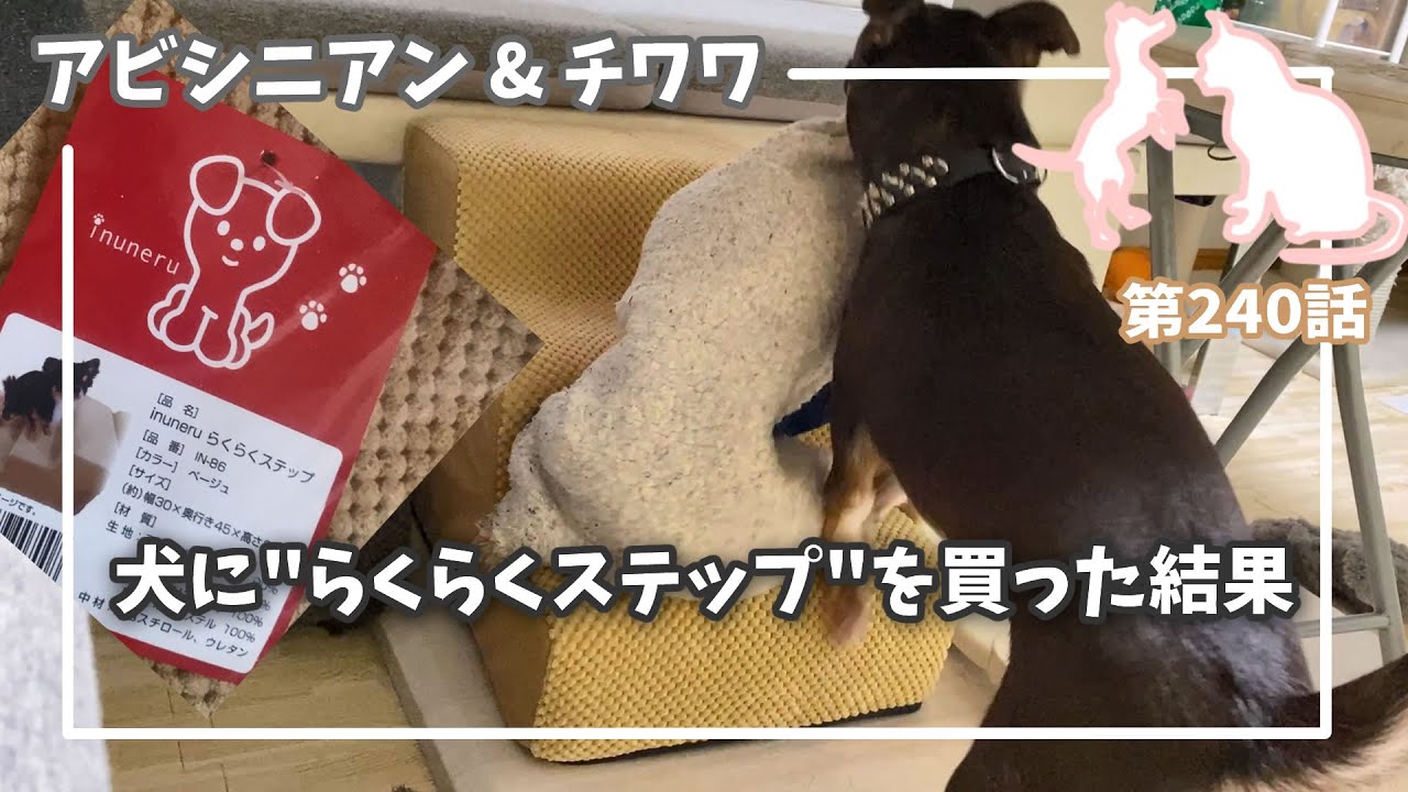 [240話] (チワワ&アビシニアン) 犬に『らくらくステップ』を買った結果？