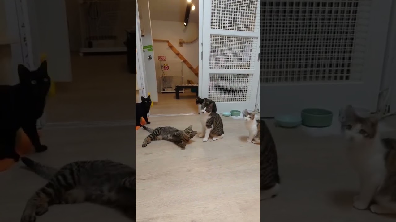 遊ぶ子猫たち3連発②