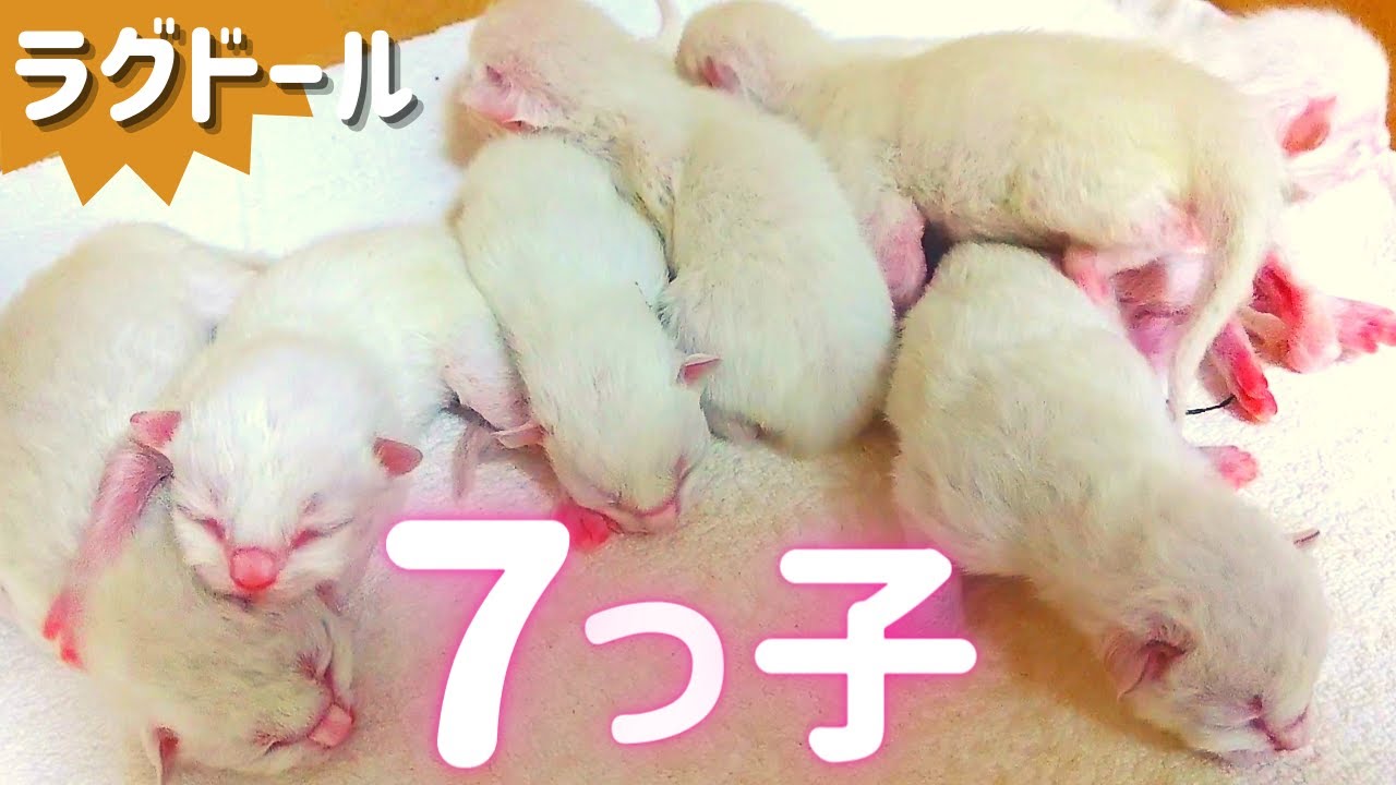 ラグドール７つ子猫赤ちゃん生後２日目