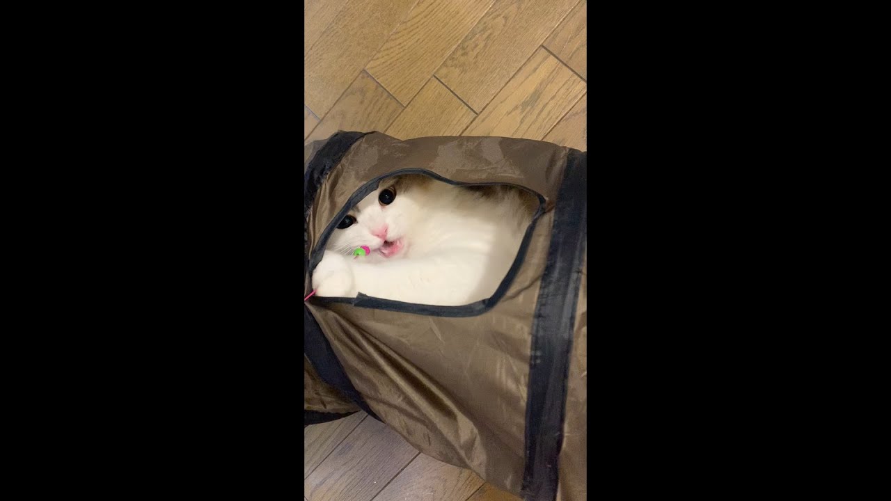 猫、サイベリアン、サマリーの２　#shorts