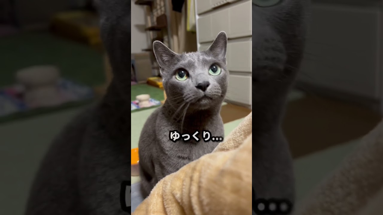 【ロシアンブルー】小っちゃな事は気にしないめろんです🤭【猫】#shorts