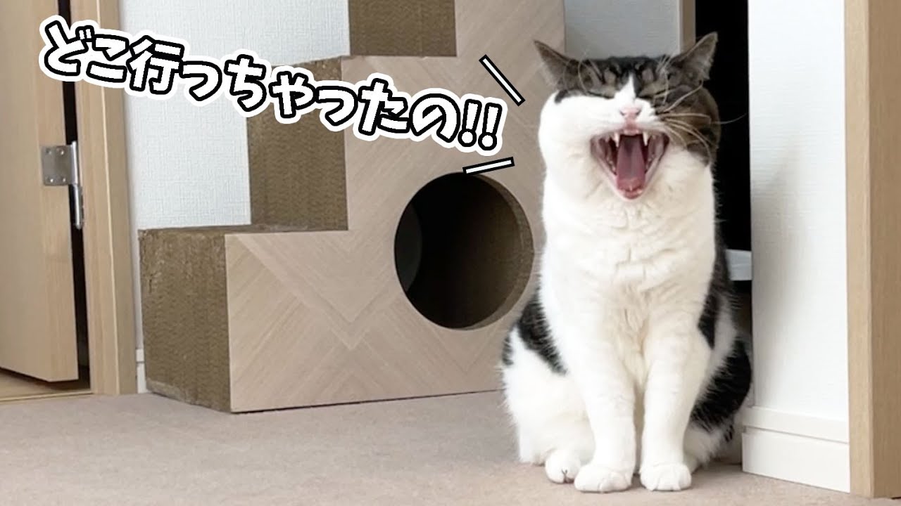 突然のお別れが辛くて落ち込む息子猫がこちら…涙