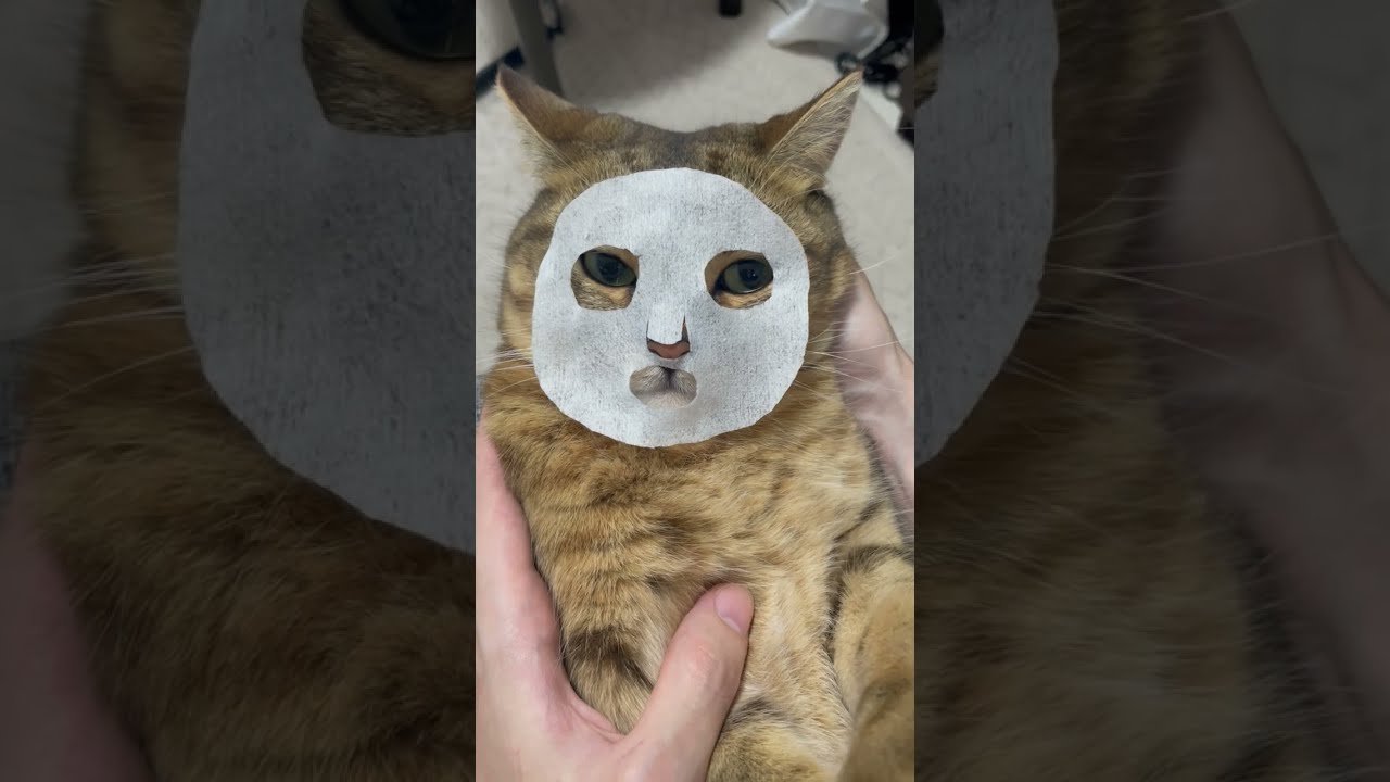 ティッシュで猫用の顔パックを作ったらシュールすぎた…　#shorts