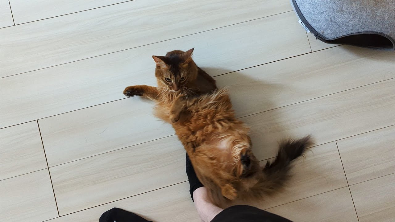 【472日目】当たり屋 #ソマリ #cat
