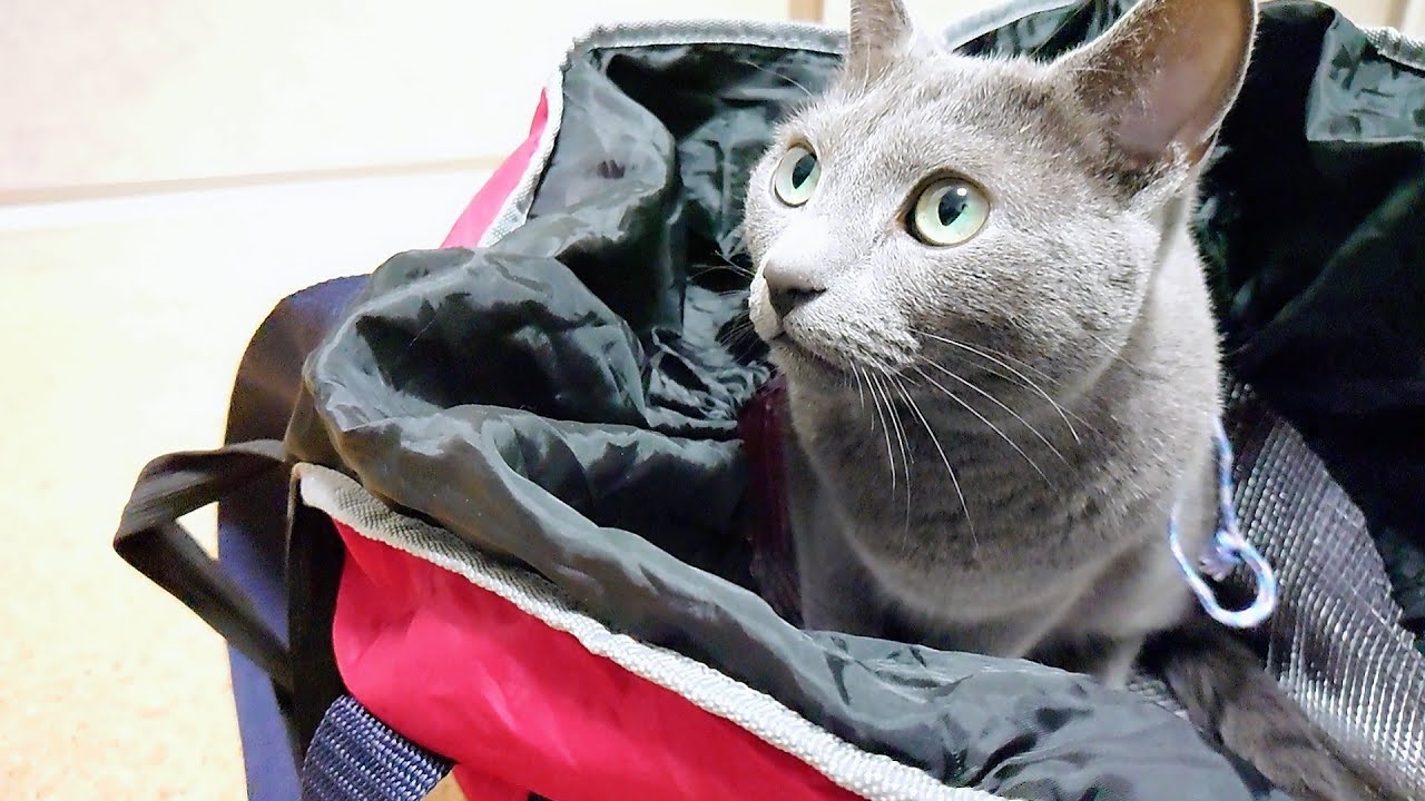 【猫動画】初めて見るエコバッグに興味津々なロシアンブルー【russianbule】Russian blue curious about eco bags