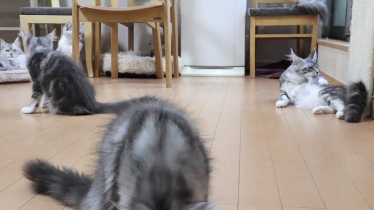 元気なメインクーン子猫達の朝
