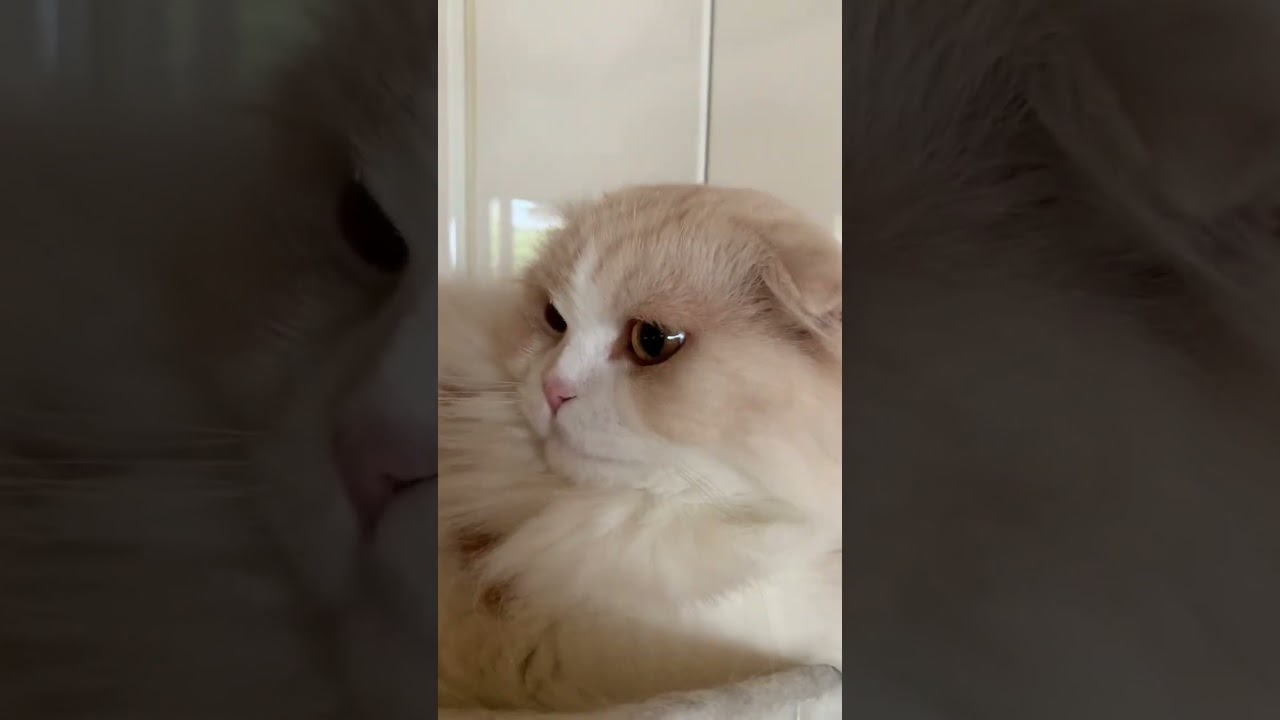 かわいい？ぶちゃいく？ スコティッシュフォールド あくび顔 もふもふ 猫動画 猫カフェ気分 猫癒し動画 長毛猫 @minamin.ch.2022
