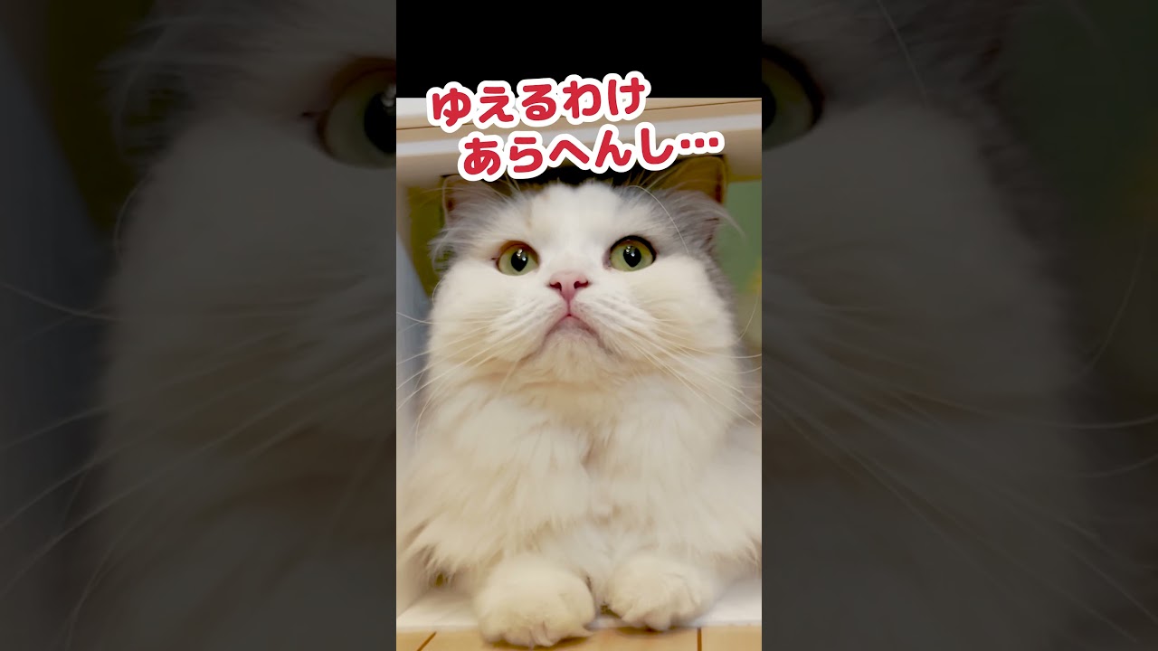 キャットウォークから落ちた猫 #Shorts