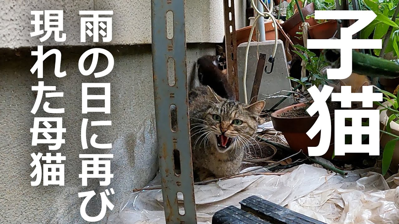 【雨の日】子猫たちが家の前までやってきた結果…