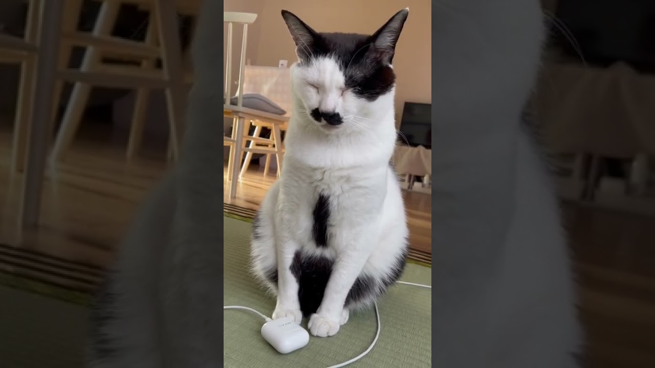 座ったまま眠る猫　#日本猫の暮らし#japanesecats#猫のいる暮らし#猫のいる生活#日本猫#Japanesecat#白黒猫#ちょび髭猫#ズラ猫#短尾猫#猫好きさんと繋がりたい