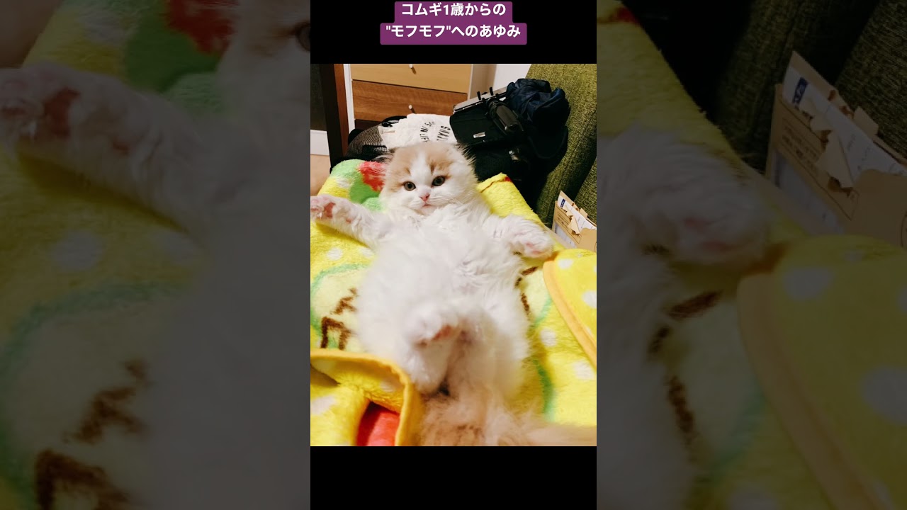 スコティッシュフォールドの子猫が成長　#cutebaby #猫動画