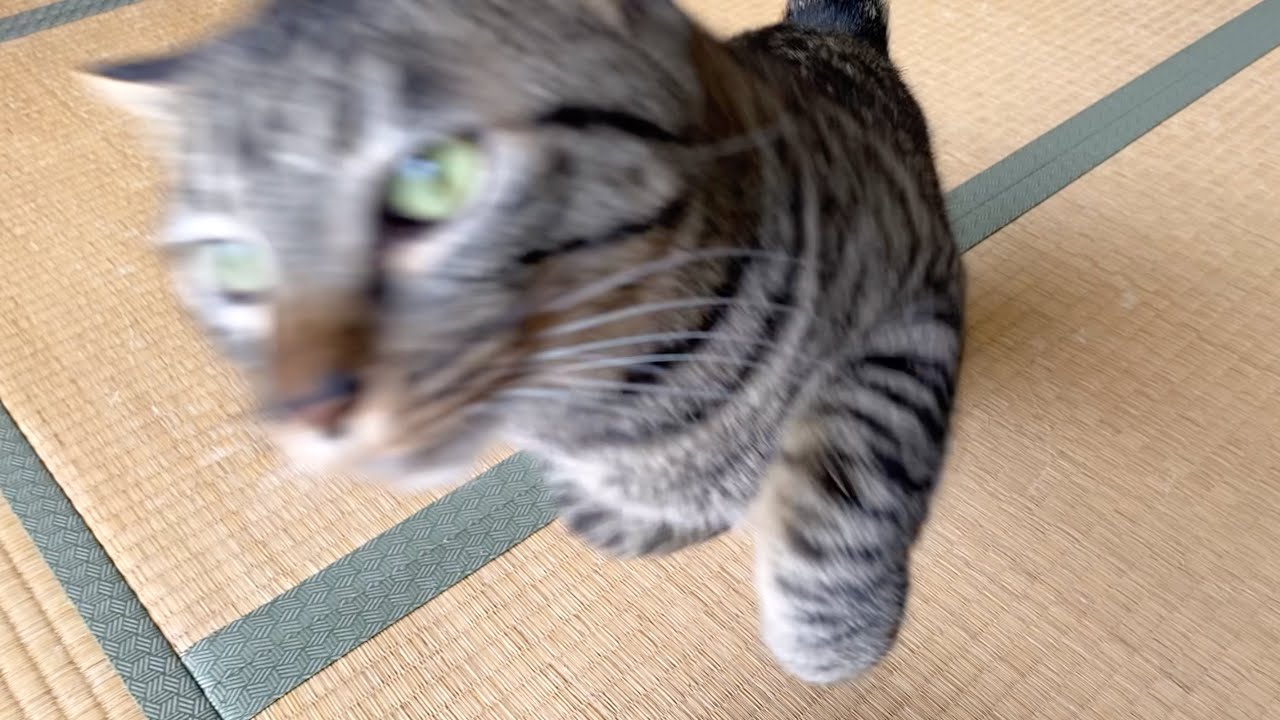 狂暴猫がミサイルのような攻撃で襲いかかってきた...