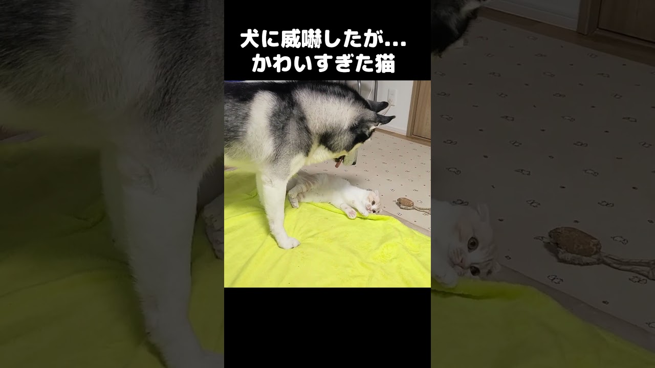 犬に威嚇した子猫だったが全然怖くなかった #猫 #shorts