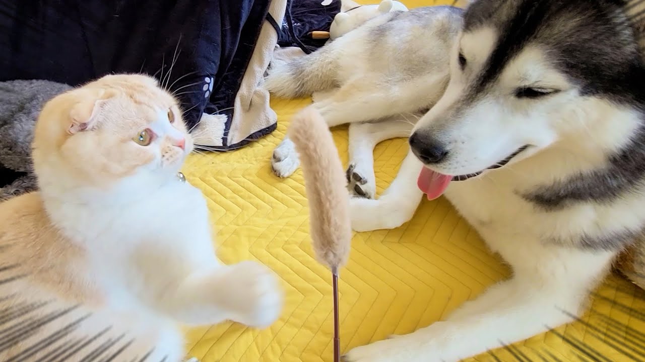 子猫と犬の間に猫じゃらしを置いた結果こうなった...