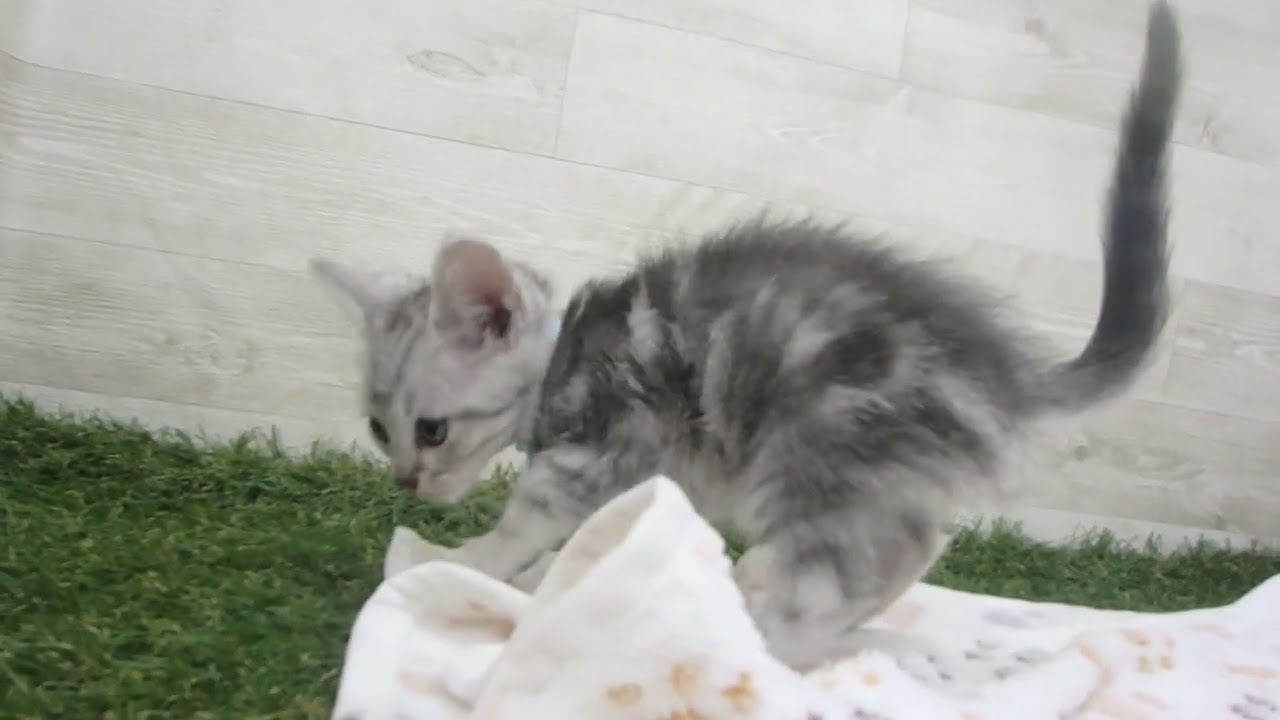 Coo&RIKU　No00629673 アメリカンショートヘアー