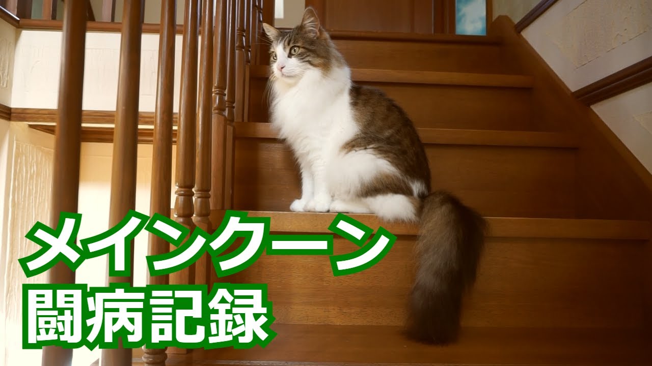 【メインクーンの闘病記録】胸水の検査結果
