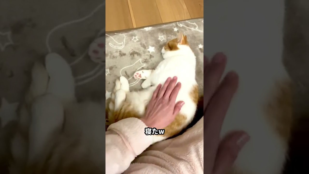 寝ろと諭されるねこ【短足マンチカン】