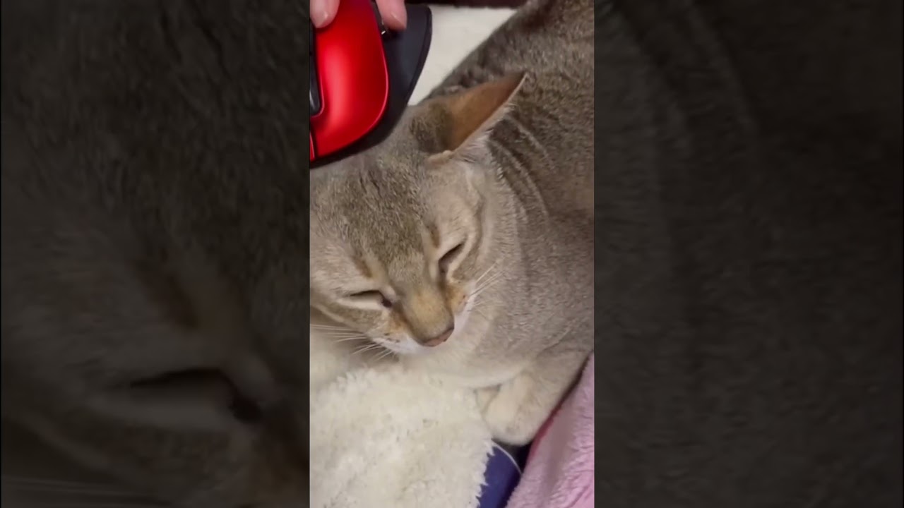 マウスマッサージ　　　　　　　　　　　#猫 #cats  #シンガプーラ  #かわいい  #撫でる  ＃マッサージ