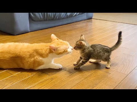 子猫の世話する先住猫
