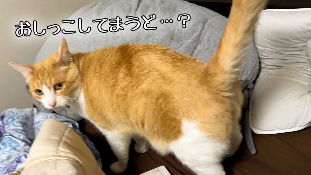 飼い主の脅し方を覚えてしまったねこがマジで怖い。