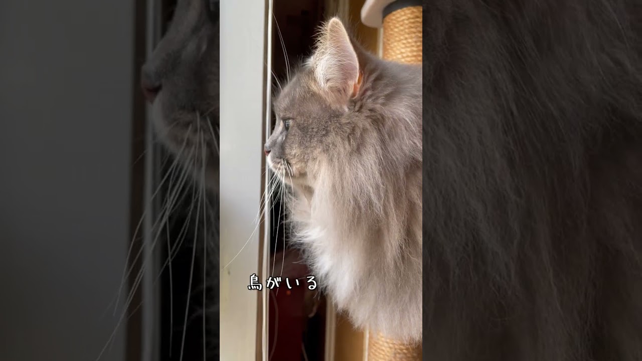 サイベリアン【けふの百 2023.04.18】1歳9ヶ月 #siberiancat