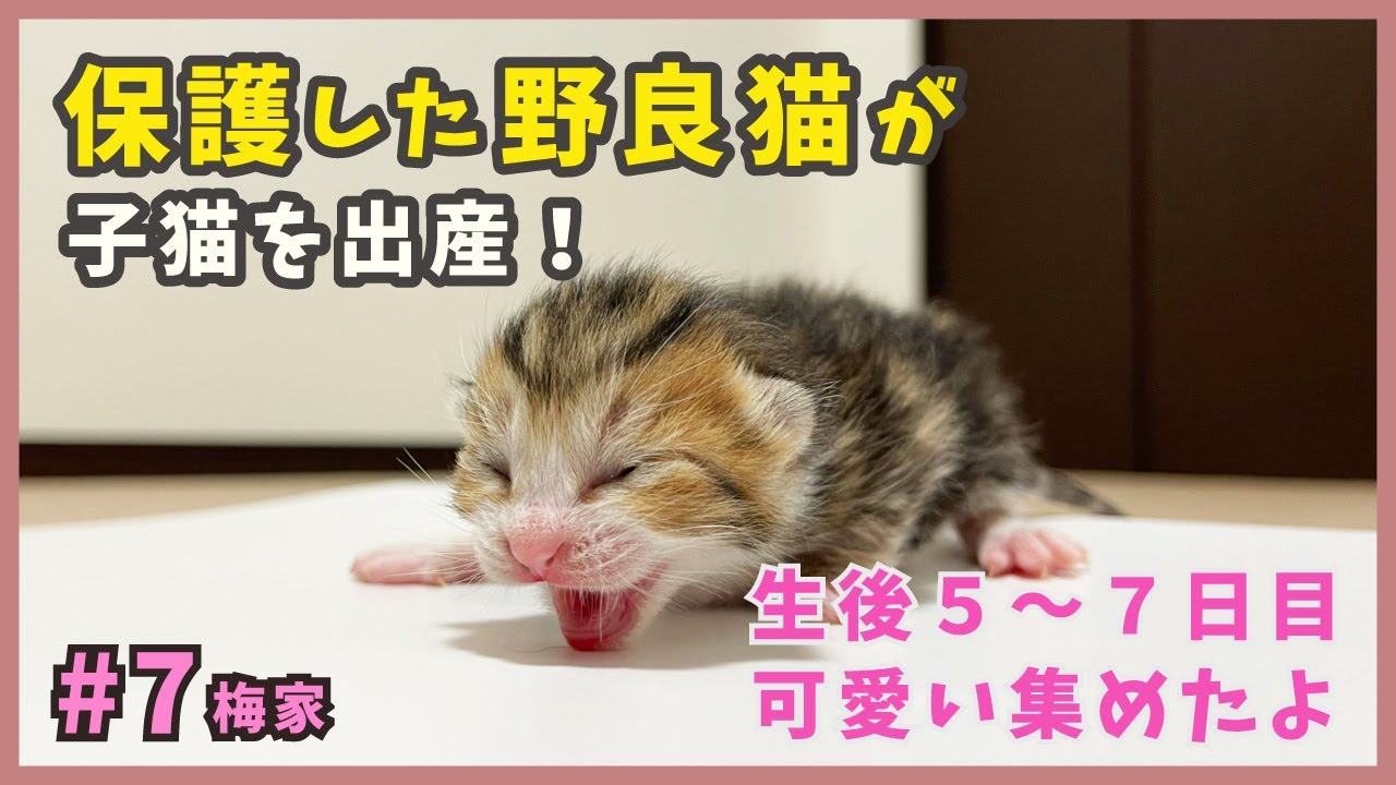 7 野良猫が生んだ子猫たち…生後５〜７日目の可愛いを集めました。【梅家・子猫のわちゃわちゃライフ】kitten