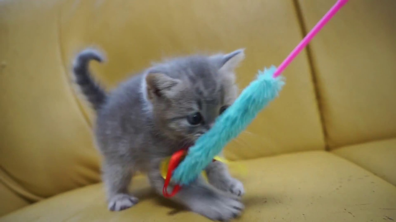 セルカークレックス子猫2018.7.2産れマッカレルタビーシーダキャット猫のお店