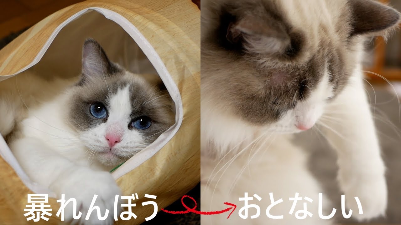 やんちゃなラグドール猫を抱っこすると、脱力しておとなしくなります（一瞬だけｗ）