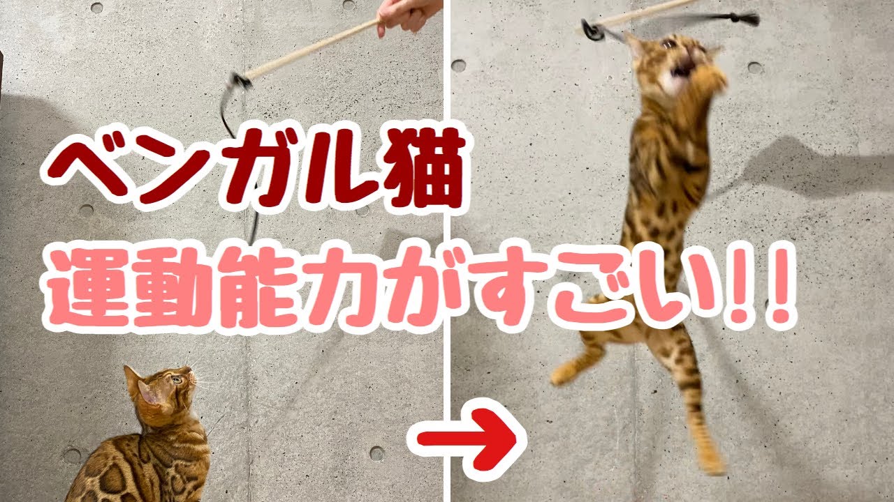 ベンガル猫をお迎えする人に！運動能力まとめ