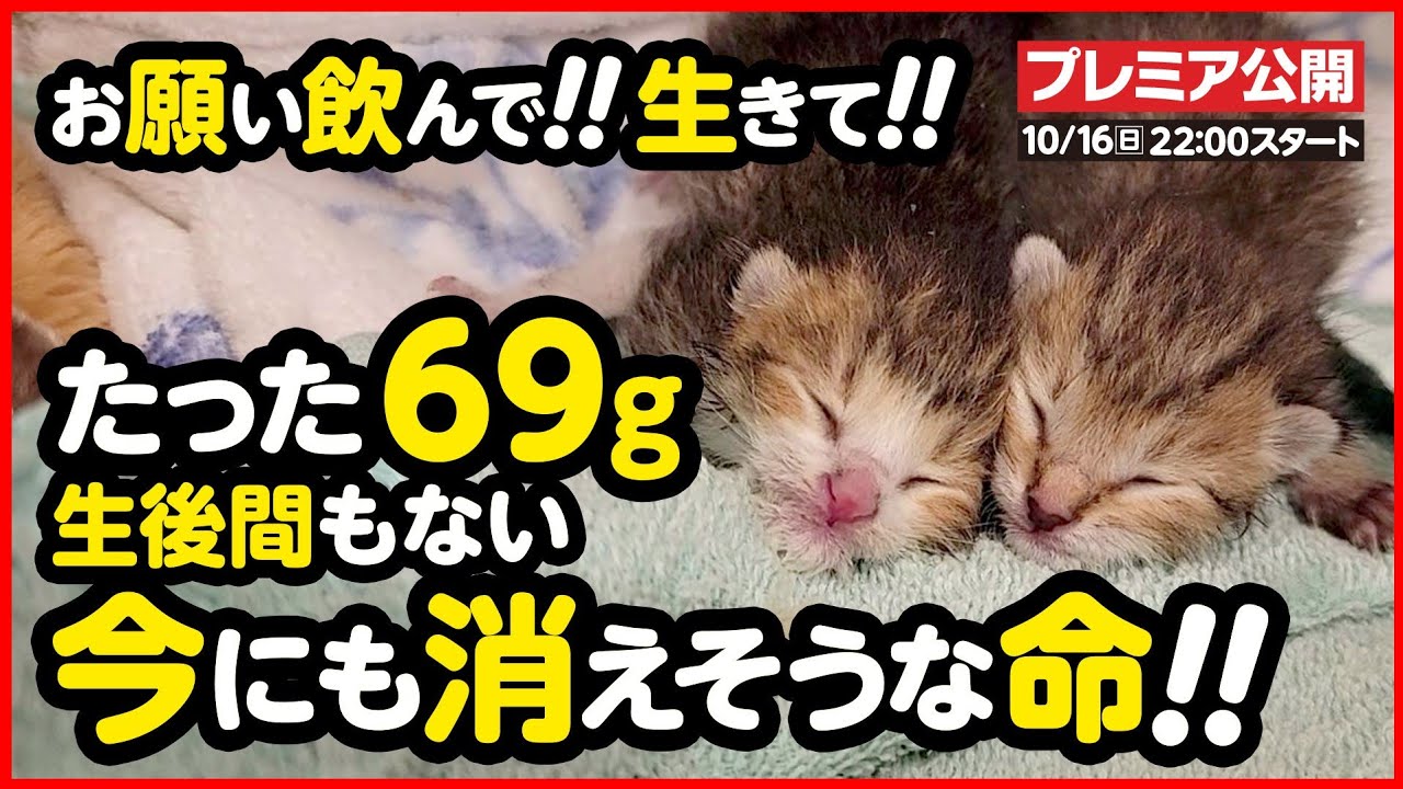 【子猫保護】たった69グラムで生まれた小さな命...必死に繋いでいます