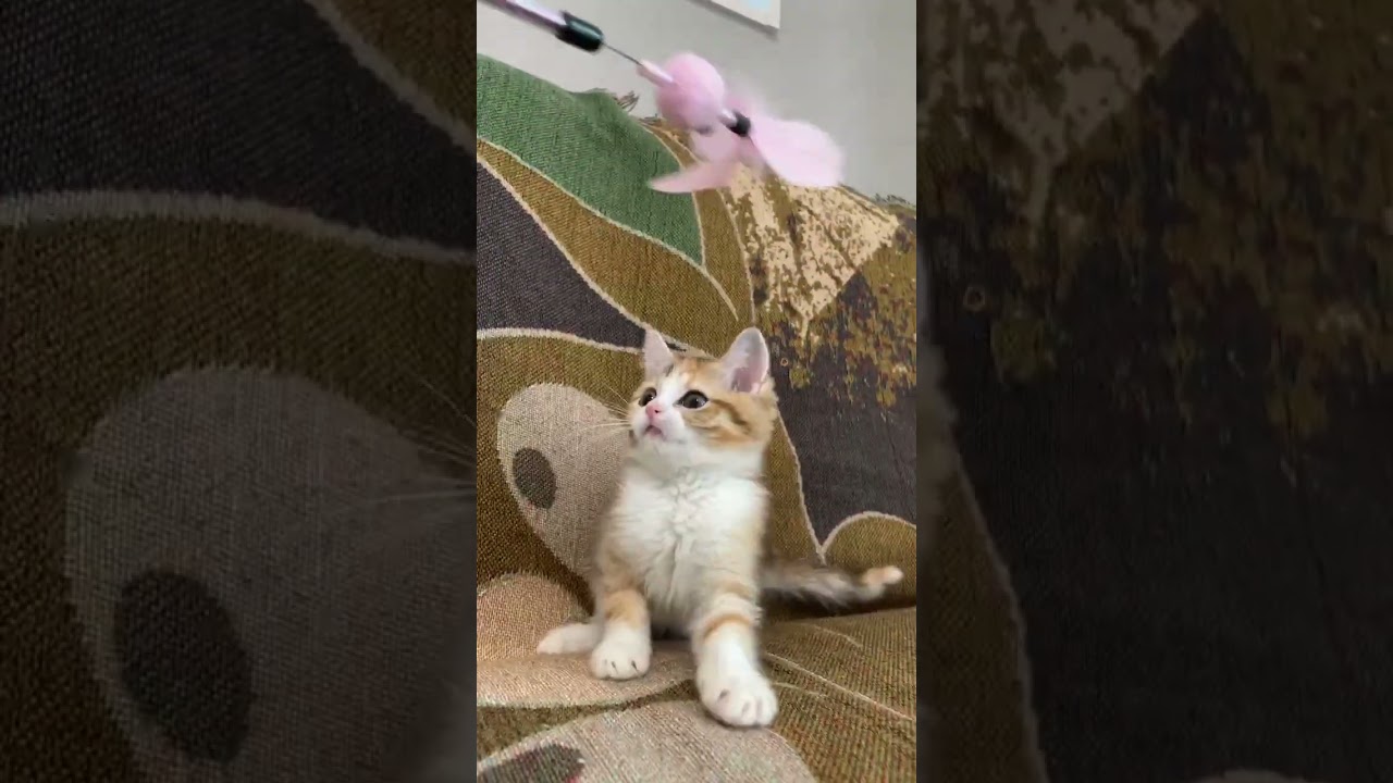 マンチカン 可愛い女の子