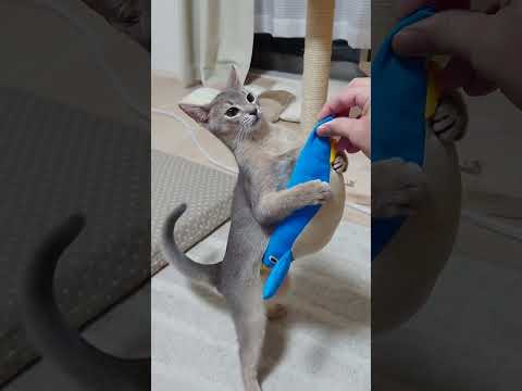 執拗に手を狙う猫 VS 噛まれたくない飼い主 #Shorts #アビシニアン