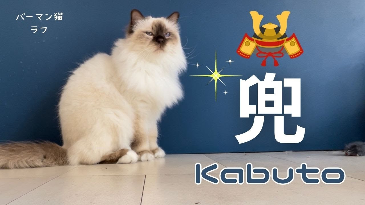 バーマン猫ラフ【兜】Kabuto（バーマン猫）Birman/Cat