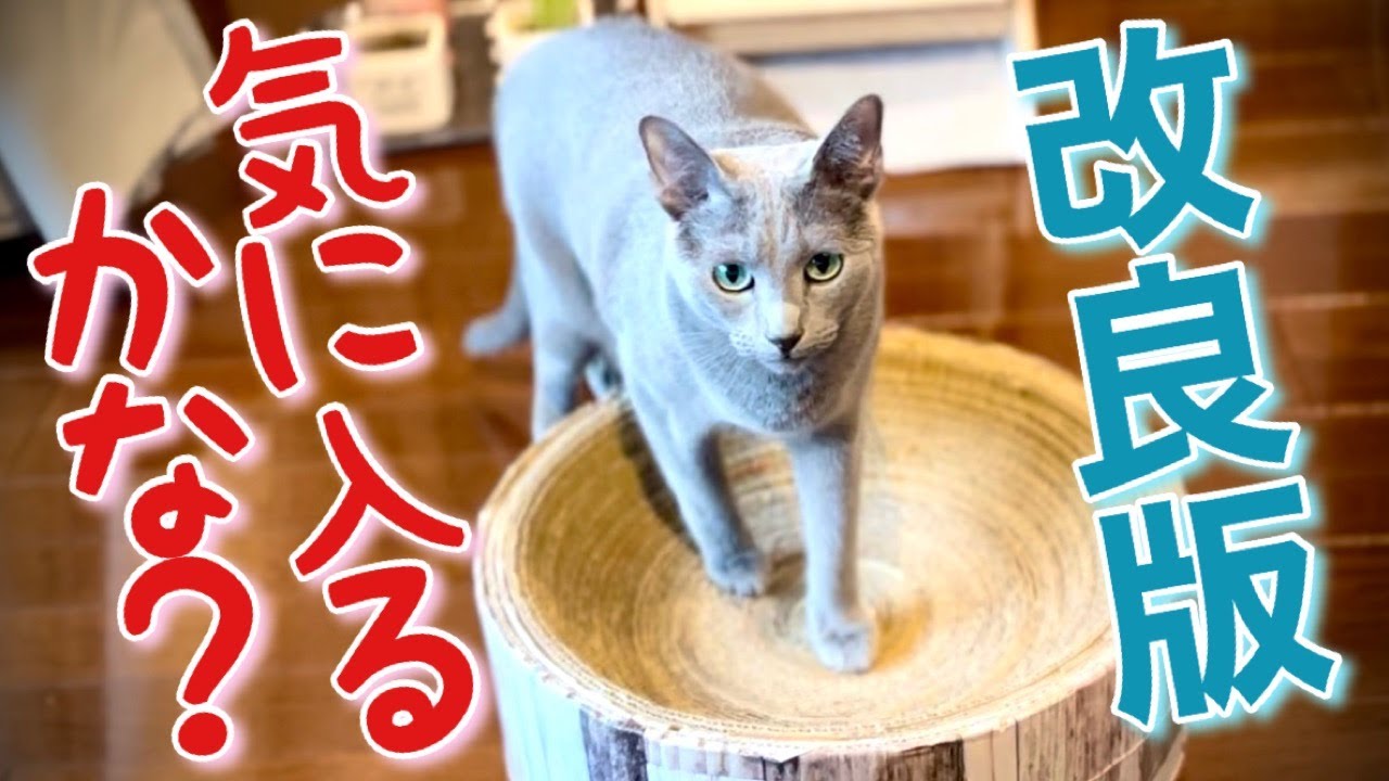 ロシアンブルー | 段ボールDIY爪とぎ~猫が寛げる形状を探求してみます [Russian Blue cat Kotetsu] Improved DIY cardboard scratcher