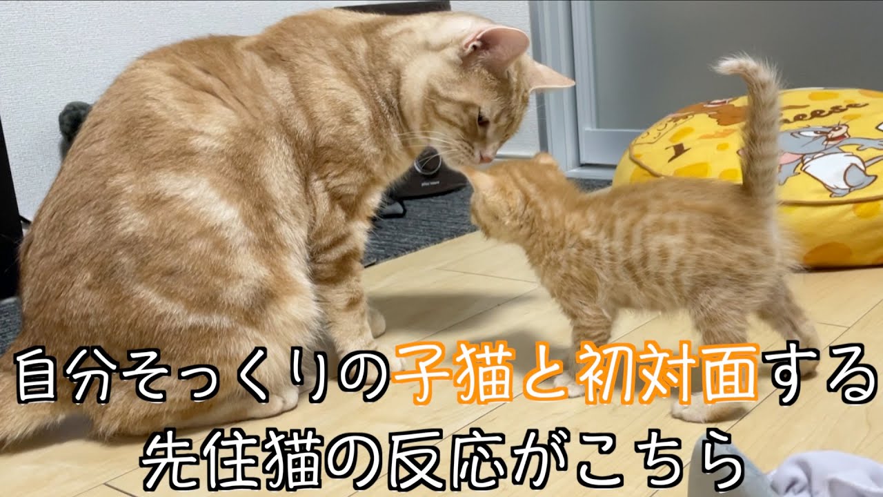 【ニートと猫7匹】自分そっくりの子猫と初めて対面する先住猫。