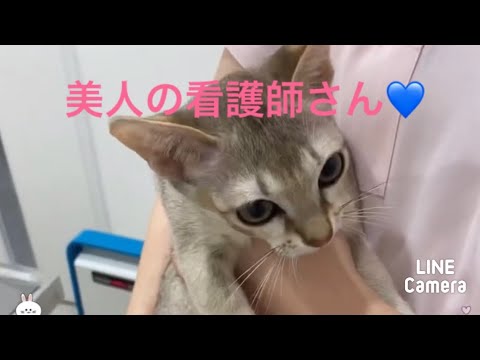 【ワクチン接種】美人看護師さんにメロメロになったシンガプーラの子猫！#シンガプーラ #子猫 #ソラ です。