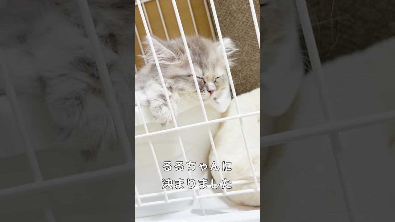 我が家に子猫がやってきました【ラガマフィン】