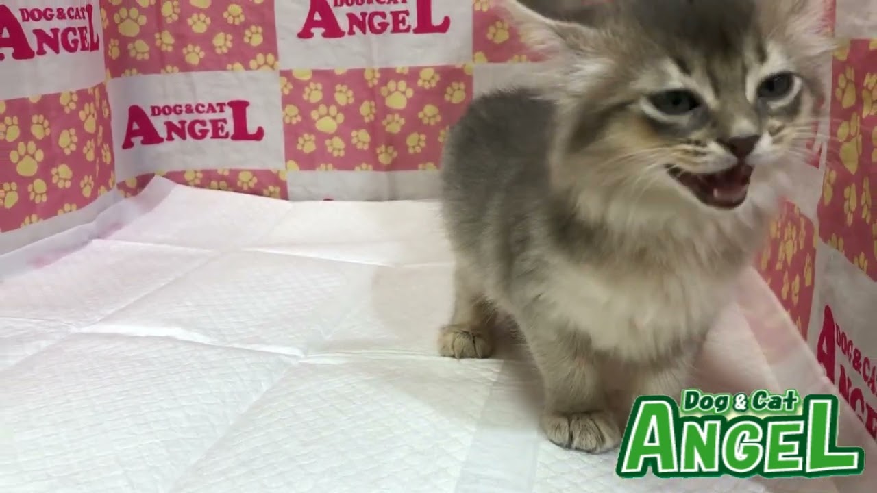 ソマリ 2304089 【ペットショップエンゼル　子犬・子猫販売】