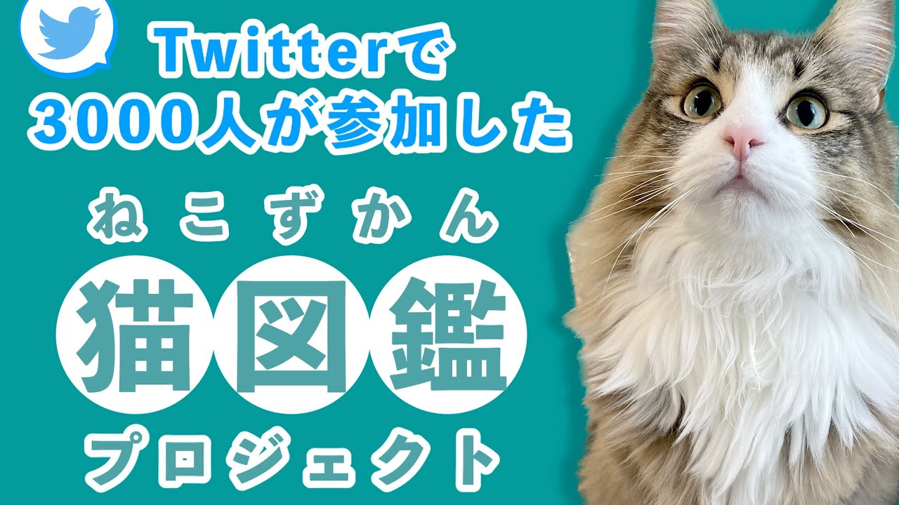 Twitterで猫の写真を募集したら3000匹の猫ちゃんが大集結しちゃいました