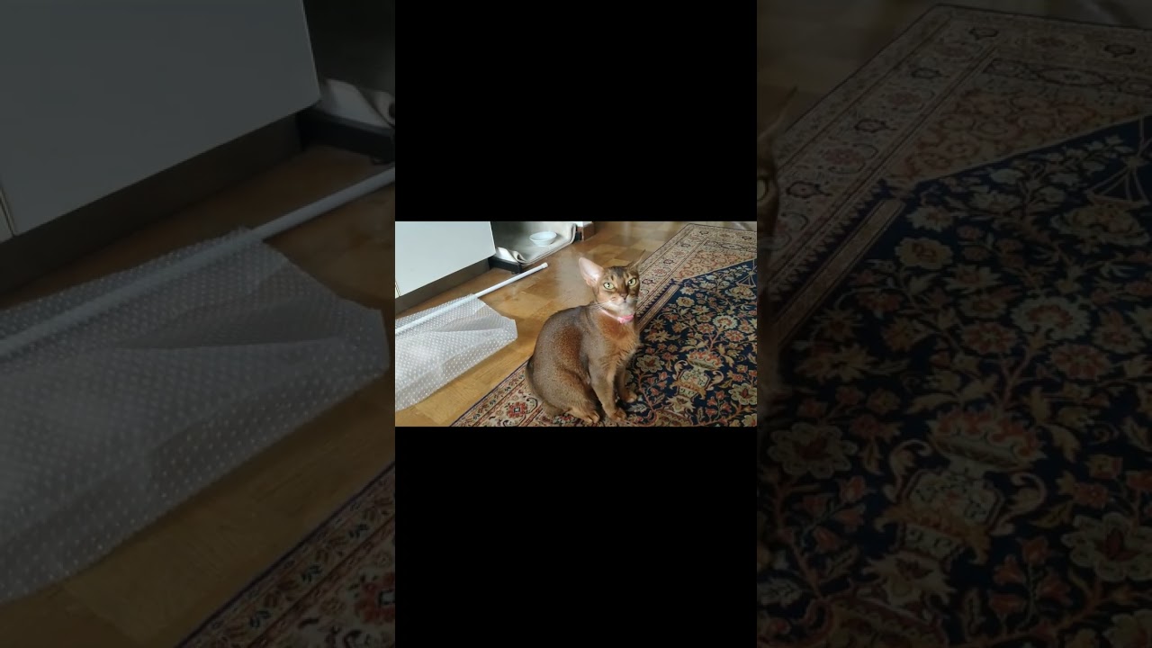 ネコ動画あび#478　#shorts　あびの毎日　アビシニアン　あび