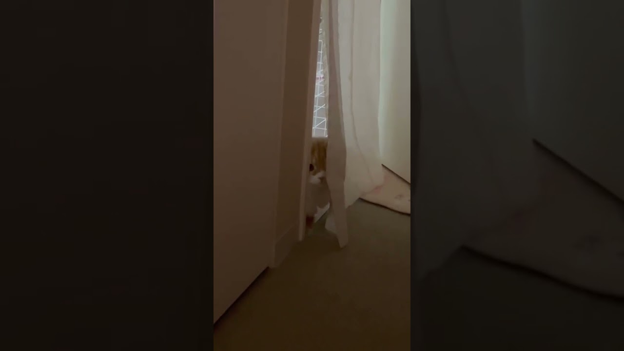 のぞくだけの猫 #shorts  #猫 #アメリカンカール #cat
