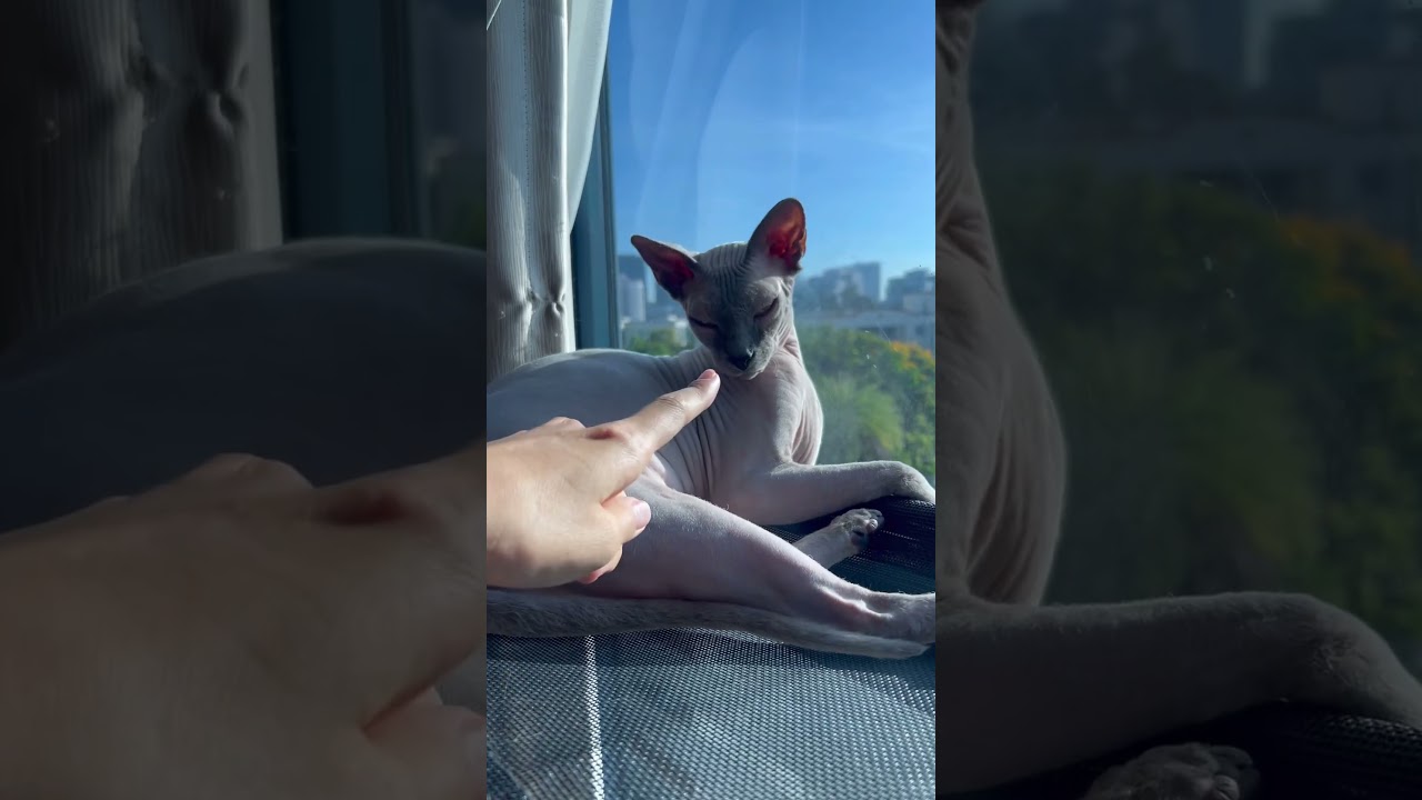 日向ぼっこしながらウトウトする毛のない猫【スフィンクス猫】