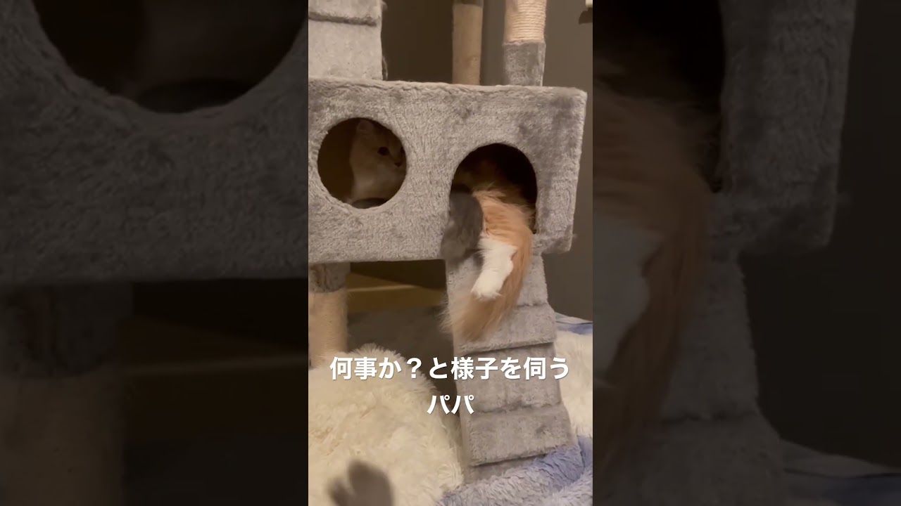 箱からはみ出すラガマフィンの赤ちゃん #猫のいる暮らし #ラガマフィン # 猫赤ちゃん