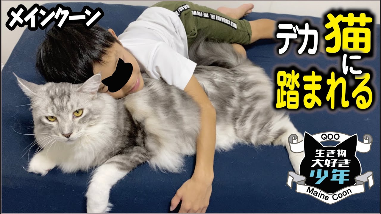 【メインクーン】大好きな大型猫に顔を踏まれる子ども