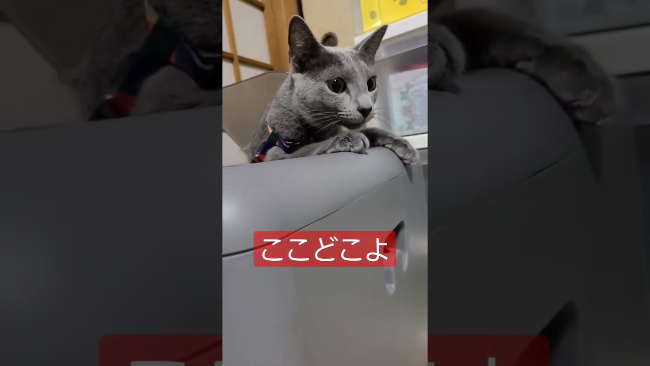 ネコ連れて帰省したらこうなったwww #猫 #ロシアンブルー #shorts