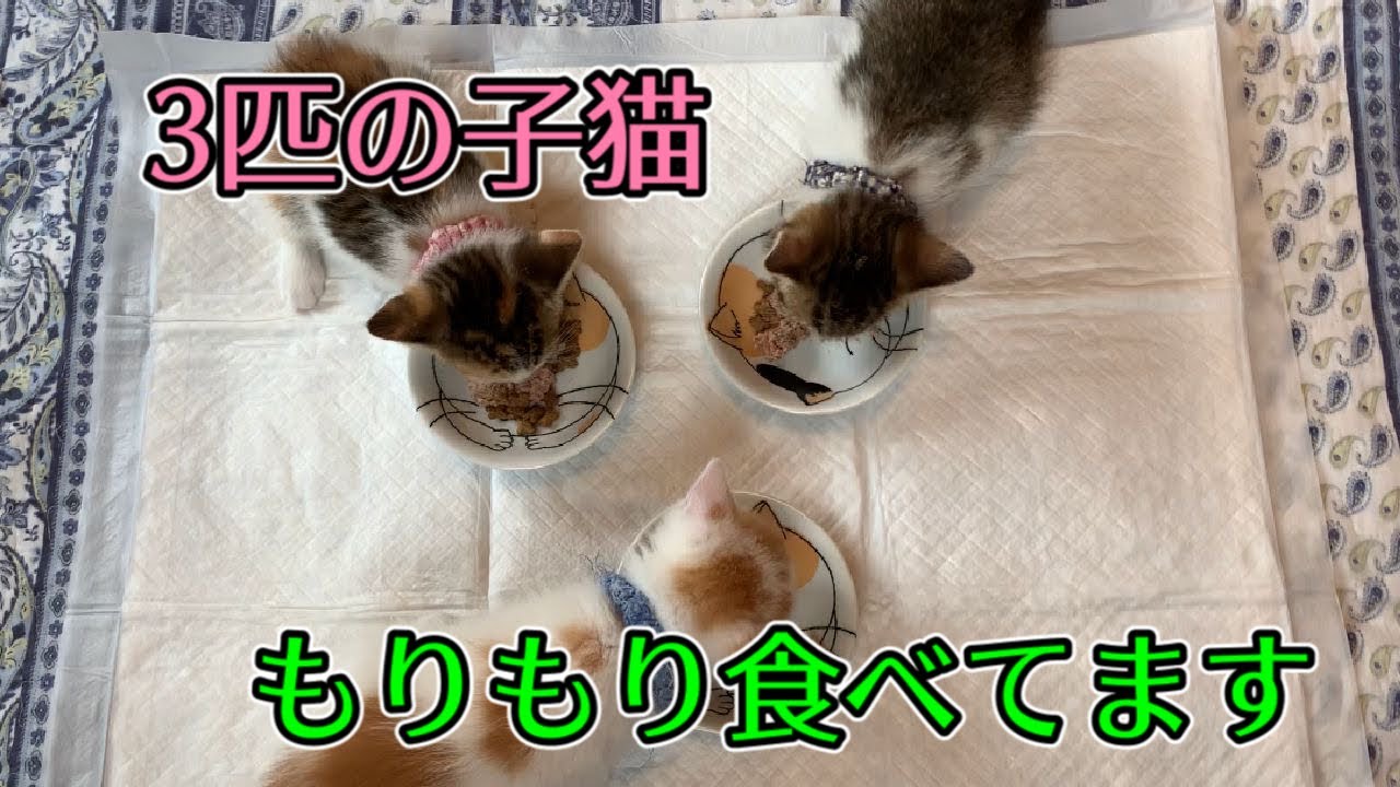 保護して三日目の子猫達の食事の様子です！【Feed the kittens】
