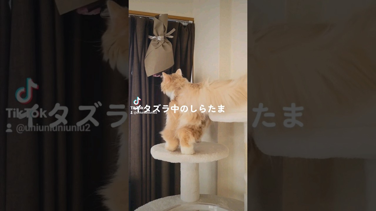 可愛い猫のイタズラ #ラガマフィン #猫動画 #cat #子猫 #shorts #ウルフルズ #かわいいひと