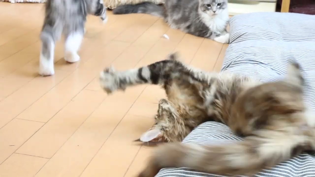 長座布団が大好きメインクーン子猫達