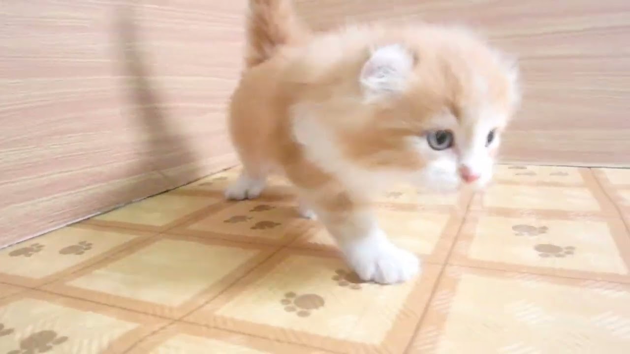 Coo&RIKU　No00631049 アメリカンカール