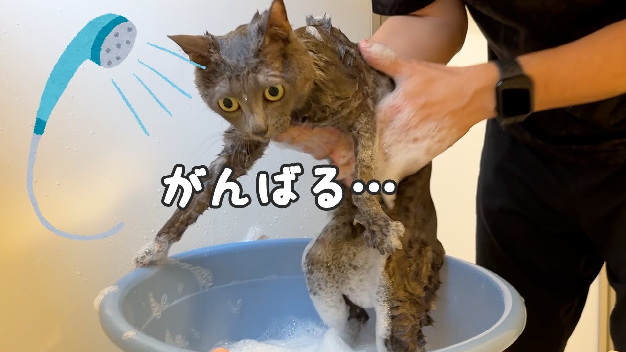 久々のシャンプーも暴れずに洗われる良い子すぎるハムちゃん！